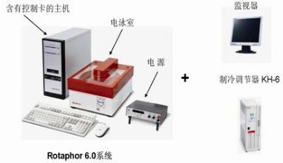 脉冲场电泳图片