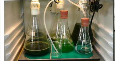 AlgaeTron AG 130-ECO 孵化瓶图片