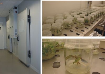 欧洲Aralab大型步入式植物生长室/人工气候室图片