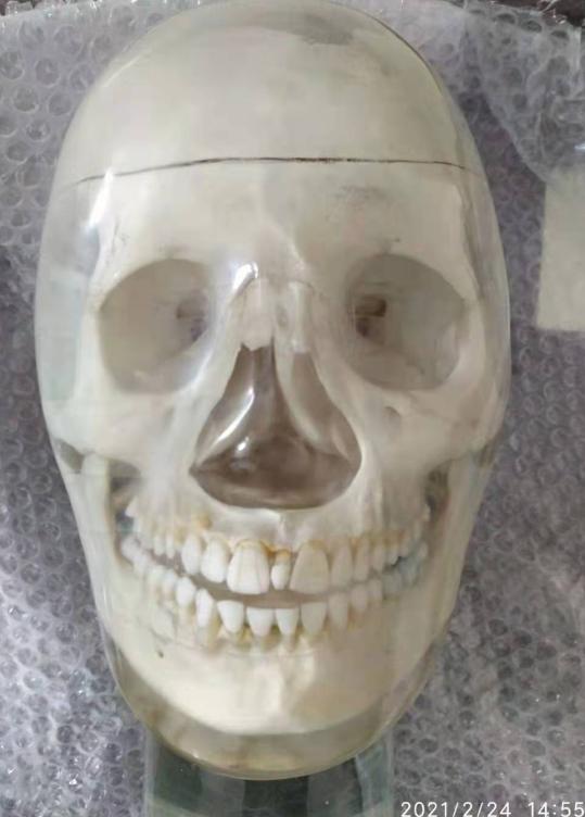 牙科X射线头部模体图片