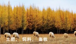 海能定氮仪在畜牧领域