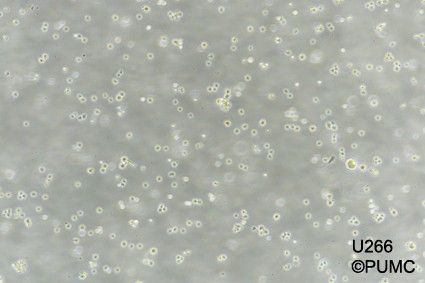 U266人多发性骨髓瘤细胞图片
