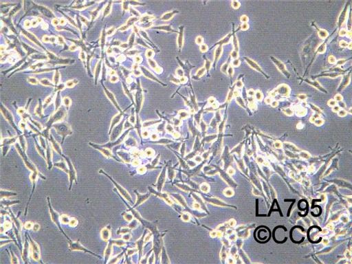 LA795小鼠肺腺癌细胞系图片