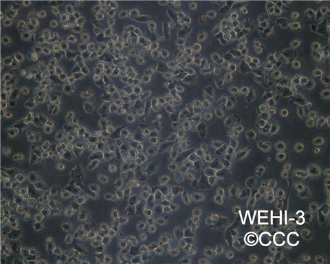 WEHI-3 [WEHI3]小鼠血细胞图片
